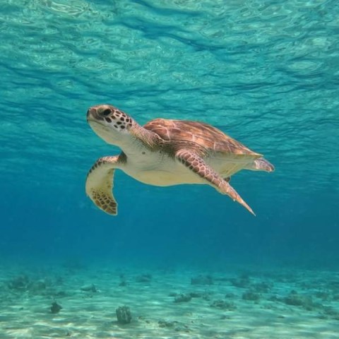Ciprus, búvárkodás gyerekeknek, scuba diving, próbamerülés, kezdő búvárkodás, biztonságos búvárprogram, családi program, ciprus sziget, gyerek programok