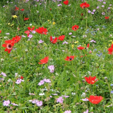 ciprusi fakultatív program, gyalogtúra Cipruson, ciprusi túrák, Cape Greco, Blue Lagoon Ciprus, Konnos Bay, Konnos Beach, természeti látnivalók Ciprus, ciprus sziget