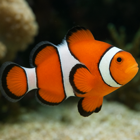 ciprus-tengervilag-csodai-fakultativ-program