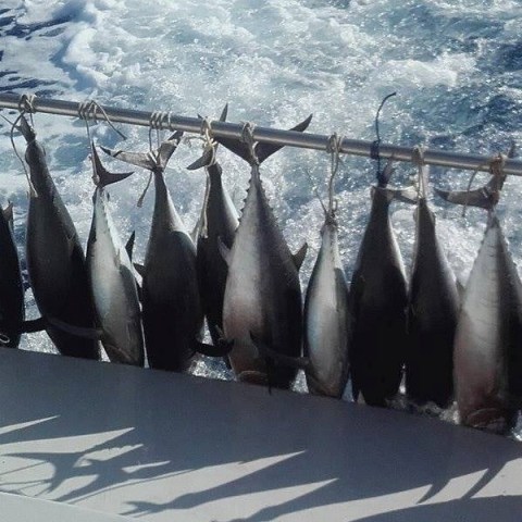 tonhal-horgaszat-cipruson